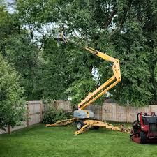 Best Tree Removal  in Florin, CA